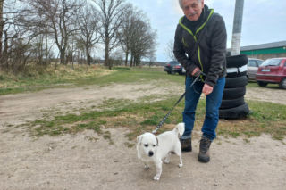 Przybyło psów w schronisku w Henrykowie koło Leszna. Ilość zatrważająca