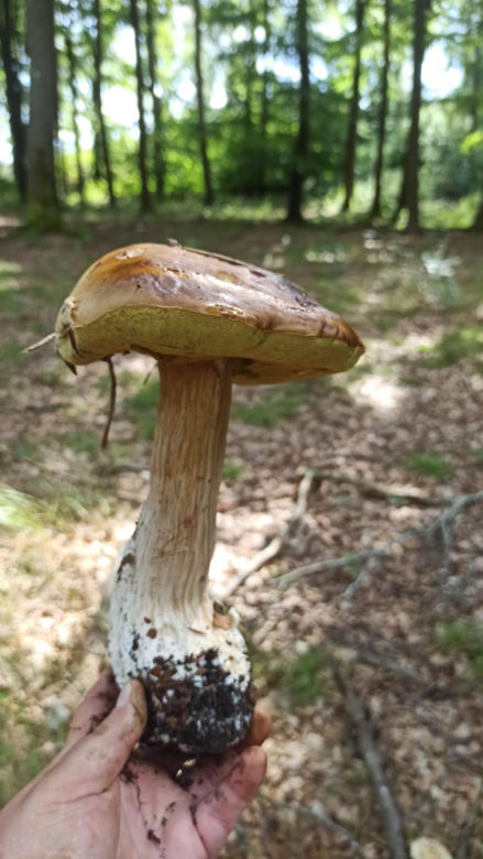 Grzyby 