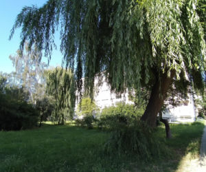 Mieszkańcy przeciwni wycince kolejnego drzewa na osiedlu Asnyka w Kaliszu