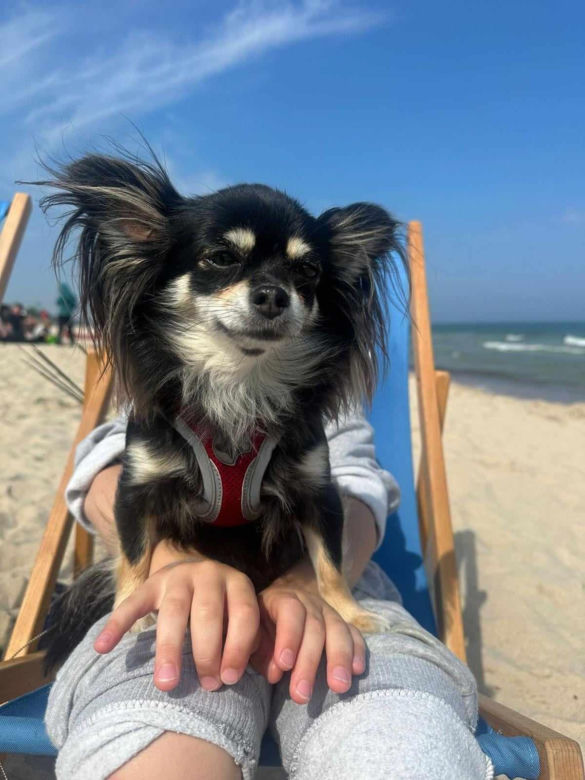 Agresywny amstaff pogryzł małego pieska w parku. Chihuahua walczy o życie. Dramatyczny apel właścicielki