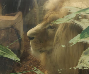  Zmiana w godzinach otwarcia zamojskiego zoo. Można zwiedzać dłużej