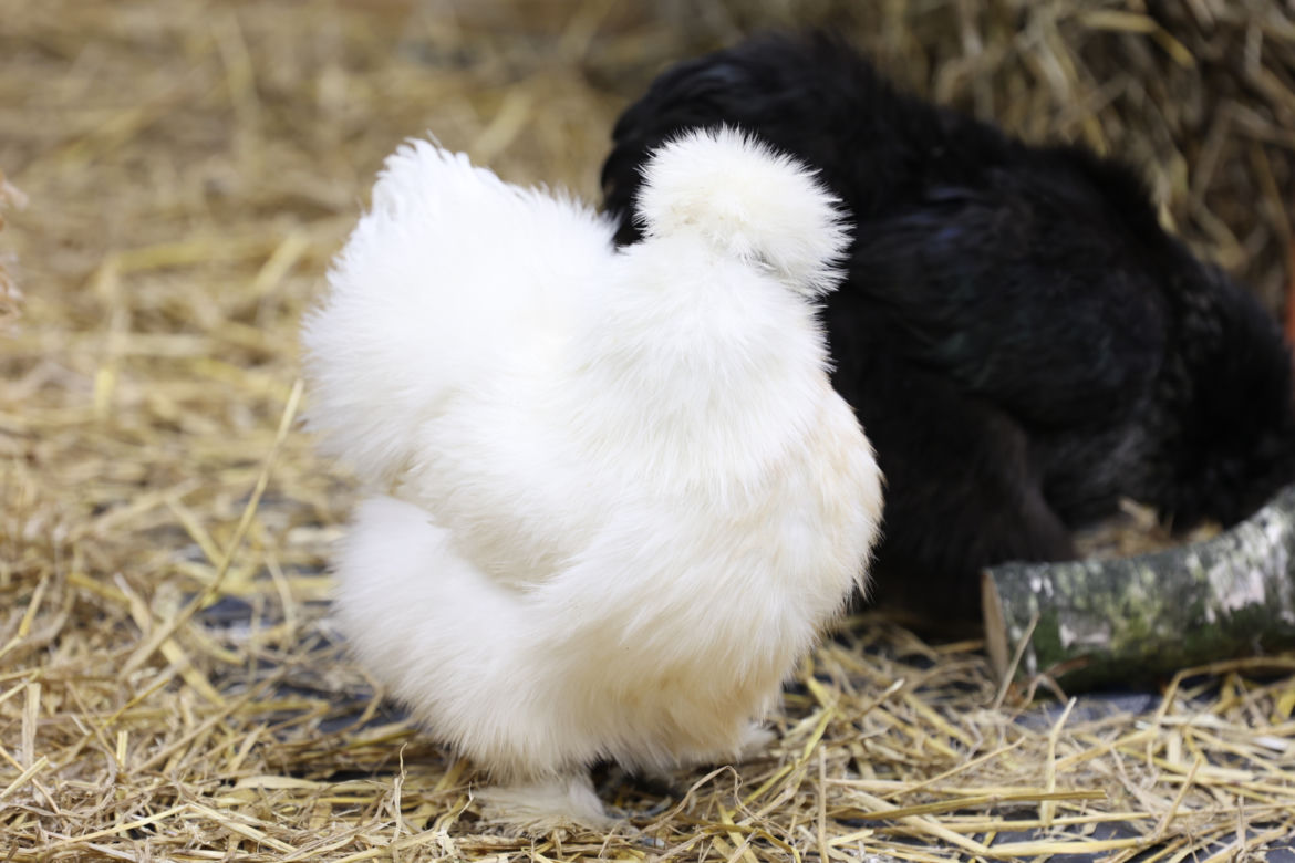 ZooPark 2023 w Lublinie przyciągnął tłumy!