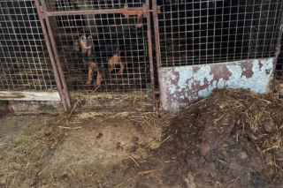 Trzymała 149 psów w skandalicznych warunkach. 67-latka usłyszała zarzuty znęcania się nad zwierzętami