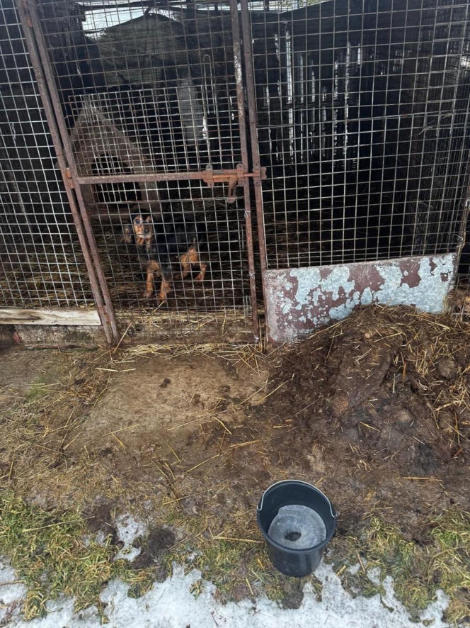 Trzymała 149 psów w skandalicznych warunkach. 67-latka usłyszała zarzuty znęcania się nad zwierzętami