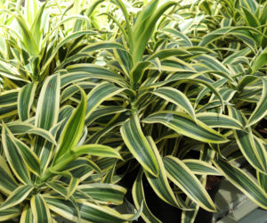 Dracena odwrócona