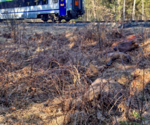 Tragedia na torach. Pociąg Intercity zderzył się z żubrami. Co z pasażerami?