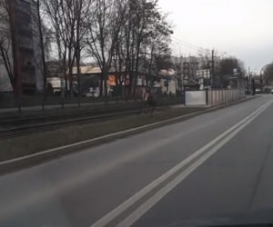 Jeleń hasał po ulicach Krakowa