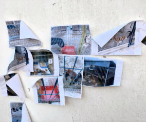 Zamieszanie w schronisku dla zwierząt w Bytomiu