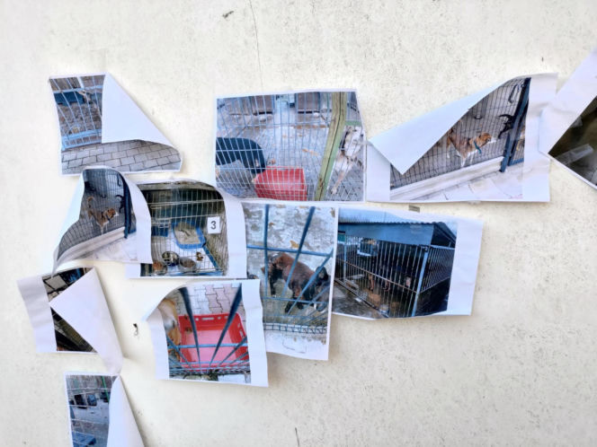 Zamieszanie w schronisku dla zwierząt w Bytomiu