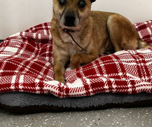 Świąteczny cud Zefira. Niewidomy pies znalazł dom dzięki jednemu zdjęciu