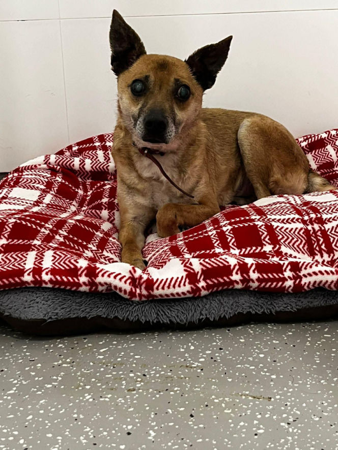 Świąteczny cud Zefira. Niewidomy pies znalazł dom dzięki jednemu zdjęciu