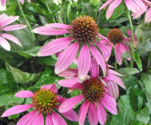jeżówka purpurowa 'Pow Wow Wild Berry'