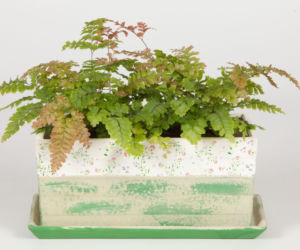 Adiantum