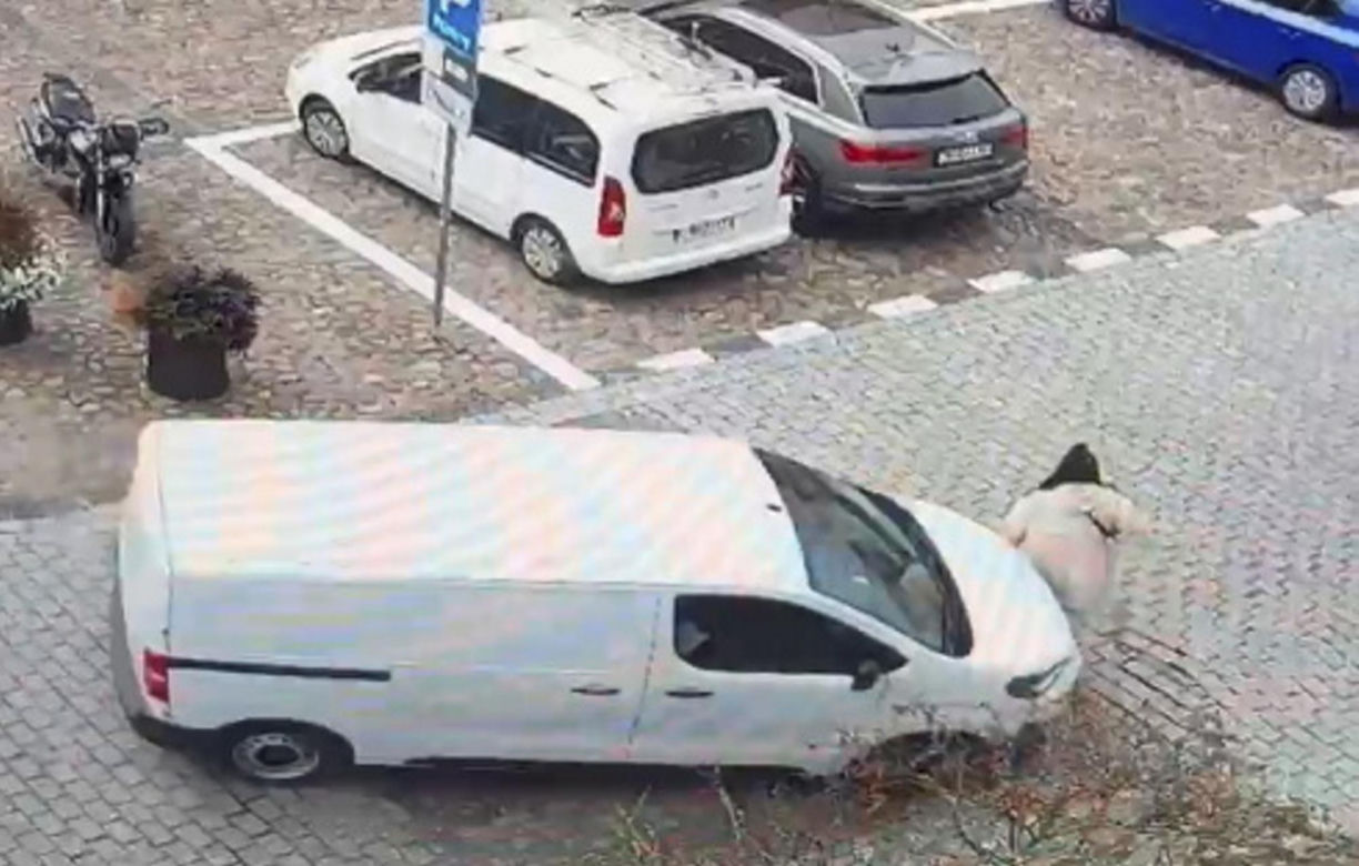 Namysłów. Ciężarna kobieta potrącona na przejściu dla pieszych. Wypadek zarejestrowała kamera [ZDJĘCIA]