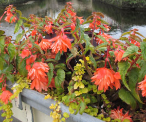 Begonia bulwiasta