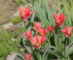 Tulipany Greiga