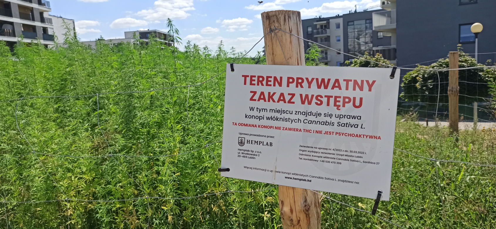 To będą pierwsze w historii takie żniwa! Wspólnie będzie można zbierać konopie na najsłynniejszym polu w Polsce