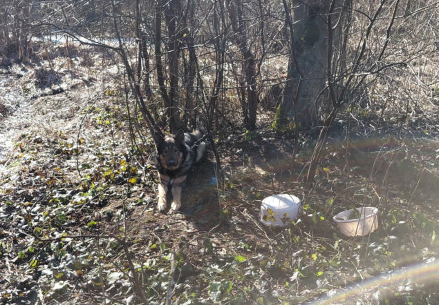 Młody owczarek przywiązany do drzewa w środku lasu. Strażnicy zdążyli w ostatniej chwili