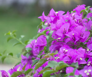bugenwila