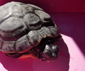 Płock. Ktoś wyrzucił na śmietnik żywego zółwia! Uratowali go strażnicy