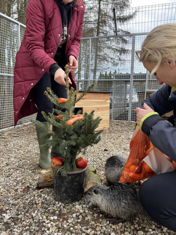 Nutrie w świątecznych nastrojach w Zagrodzie 3 Siostry