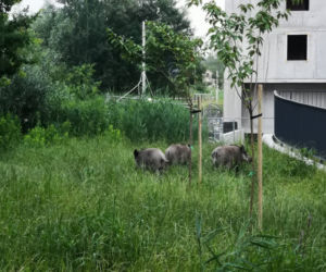 Dziki na osiedlu Czerwone Maki w Krakowie