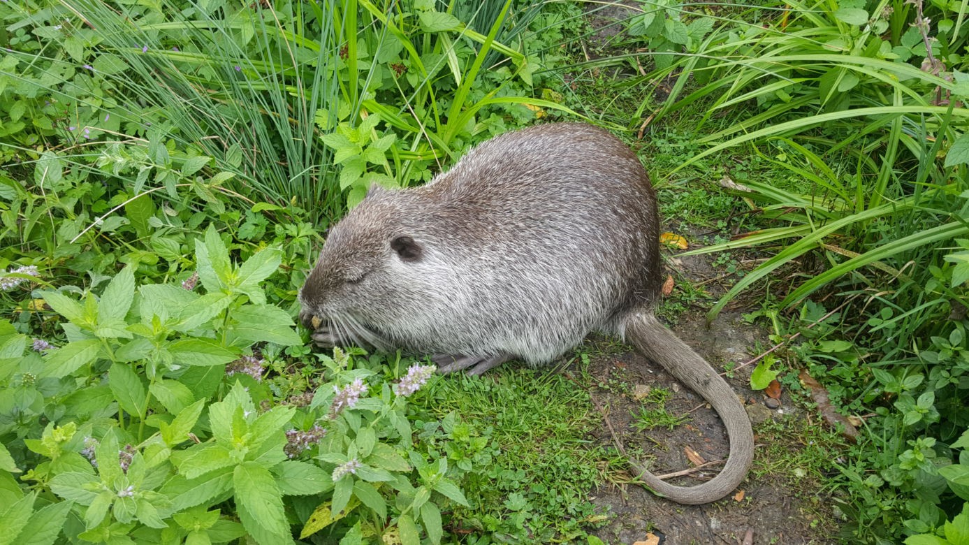 Nutrie z jaworznickiej Byczyny