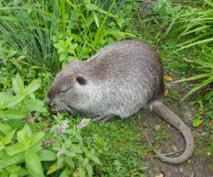 Nutrie z jaworznickiej Byczyny