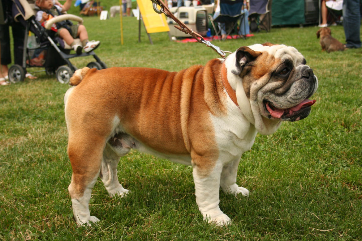 Dog angielski 
