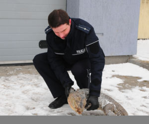 Ktoś udusił krokodyla
