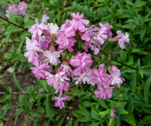 Mydlnica lekarska