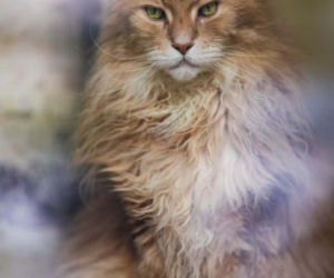 Nie żyje kot Cezar. Był symbolem popularnej księgarni na Saskiej Kępie 