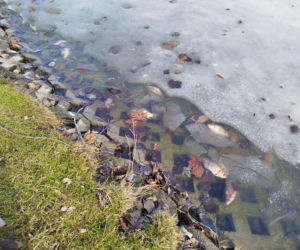 Martwe ryby w stawie na terenie Parku Aleksandria w Siedlcach