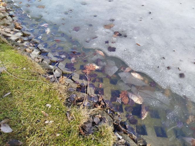 Martwe ryby w stawie na terenie Parku Aleksandria w Siedlcach