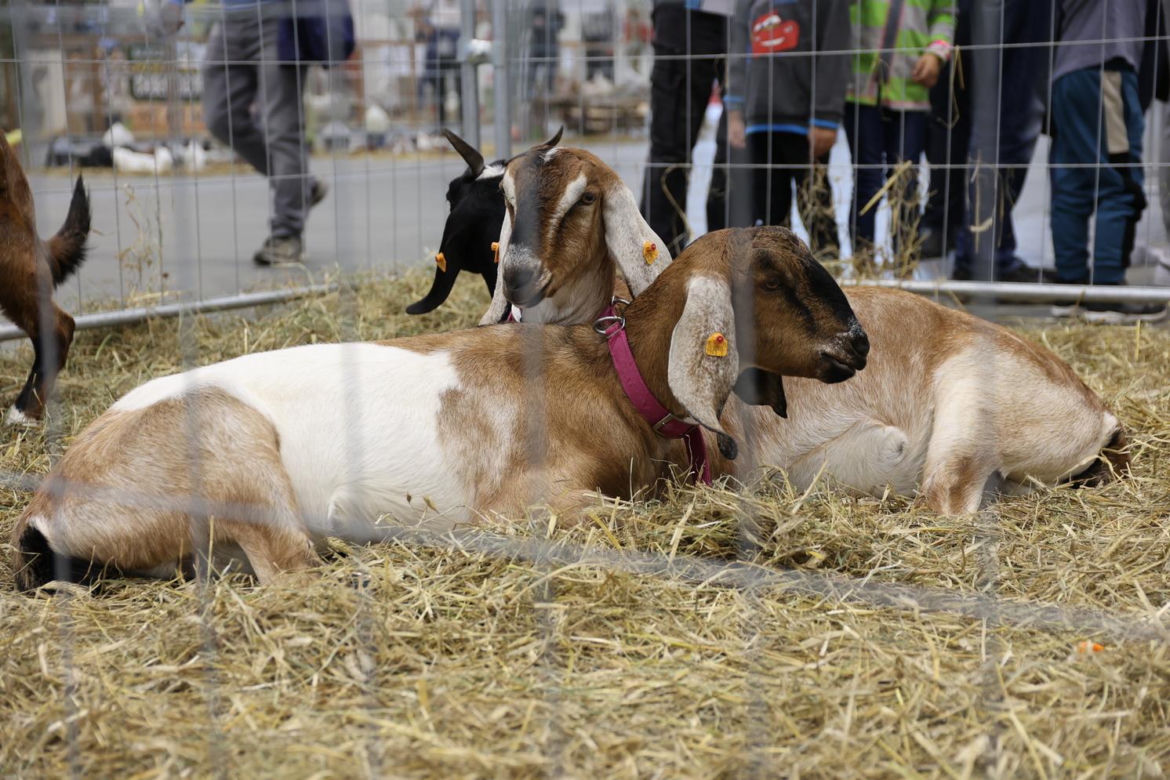 Zoopark 2023 w Lublinie