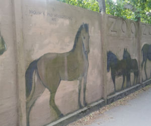 Malarz sam odnawia mural na ogrodzeniu wrocławskiego zoo