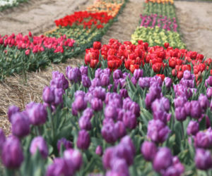 Tulipany na polach w Chrzypsku Wielkim