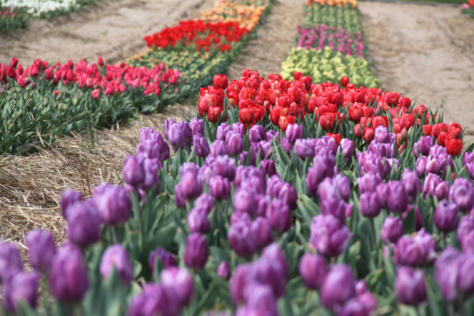 Tulipany na polach w Chrzypsku Wielkim