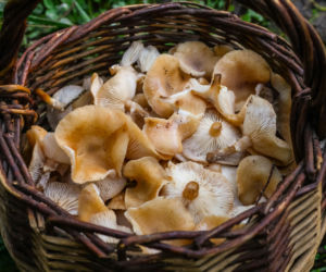 Opieńkę miodową zbiera się od sierpnia do końca listopada 