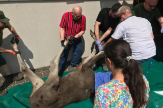 Łoś, który błąkał się po Poznaniu nie żyje! Pomimo podanych leków jego serce stanęło [ZDJĘCIA]