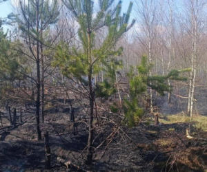 Ktoś celowo podpala lasy? Leśnicy biją na alarm po serii pożarów