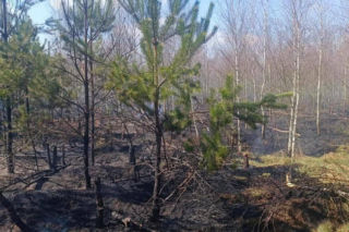 Ktoś celowo podpala lasy? Leśnicy biją na alarm po serii pożarów