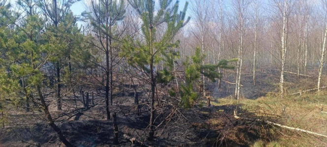 Ktoś celowo podpala lasy? Leśnicy biją na alarm po serii pożarów