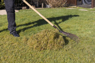 Rozsyp to na trawniku wczesną wiosną, a zieleń utrzyma się cały rok. Tani sposób ogrodników