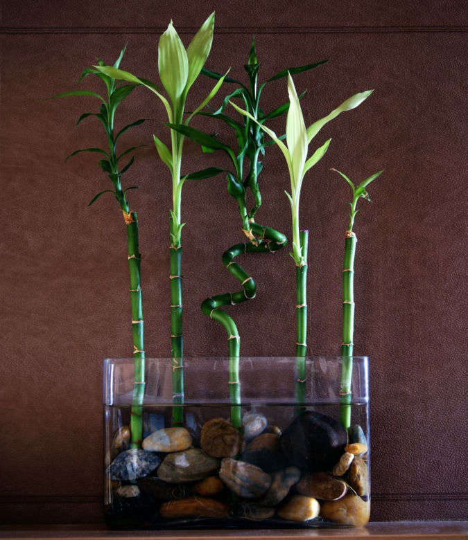 Dracena Lucky Bamboo