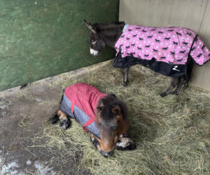 Joanna Krupa odwiedza schronisko dla zwierząt