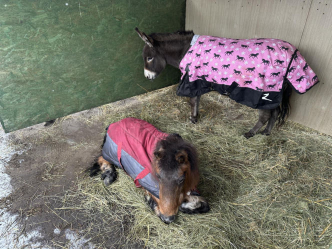 Joanna Krupa odwiedza schronisko dla zwierząt