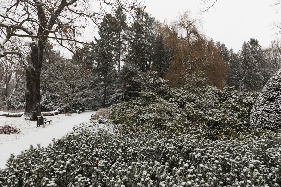 Pierwszy, większy śnieg w mieście. Zaczęła padać 11 grudnia  