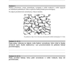 Matura 2020 ARKUSZE CKE z biologii POZIOM ROZSZERZONY 