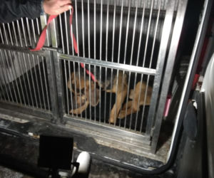 Pies uwięziony na wysepce na Dunajcu. Pomogli mu strażacy i policjanci